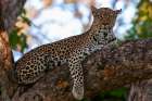 A female leopard on a large tree branch looking at the camera Okavango Delta-Botswana Art Print